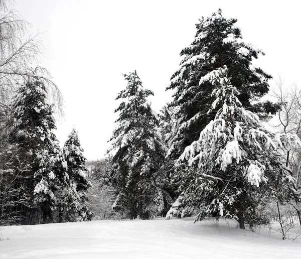 Beau Paysage Avec Des Sapins Hauts Enneigés Dans Forêt Repos — Photo