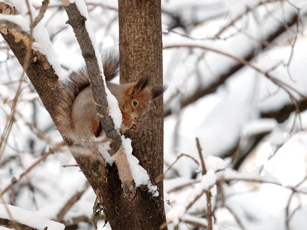 Eichhörnchen Sitzt Und Frisst Futter Auf Gefrorenem Baumfass Verschneiten Winterwald — Stockfoto