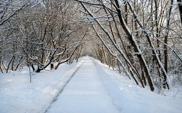 Schöne Landschaft Mit Einem Geraden Schneebedeckten Pfad Geht Sonnigen Wintertagen — Stockfoto