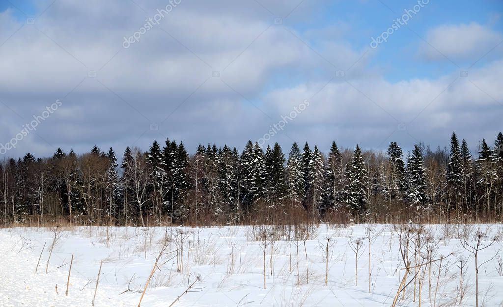 Rural landscape with coniferous forest behind a snow-covered field in a cold sunny winter day under blue sky with white clouds horizontal panoramic view