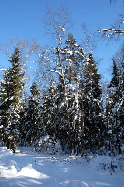 Krásná Krajina Sněhem Pokrytých Vysoké Stromy Stínech Zimním Lese Sněžení — Stock fotografie