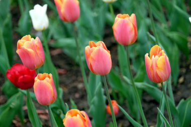 Kırmızı nazik Lale bahçesinde üzerinde parlak bahar günü yatay görünüm portre içinde arka plan bulanıklık