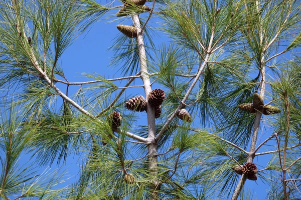 Pinheiro Verde Com Cones Tronco Ramos Fechar Antes Céu Azul — Fotografia de Stock