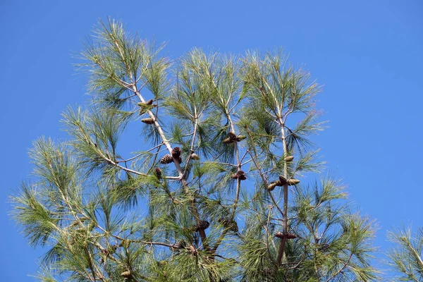 Topo Pinho Verde Com Cones Agulhas Ramos Fechar Antes Céu — Fotografia de Stock