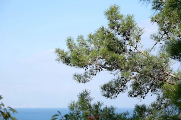 Recinzione Boscaglie Dense Alberi Conifere Prima Cielo Senza Nubi Chiaro — Foto Stock