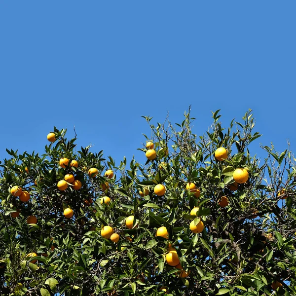 Πολλά Ώριμα Πορτοκάλια Κλαδιά Εσπεριδοειδών Στο Περιβόλι Μπροστά Καθαρός Ουρανός — Φωτογραφία Αρχείου