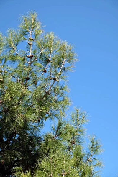 Green Pine Branches Cones Green Needles Close Clean Cloudless Blue — 스톡 사진