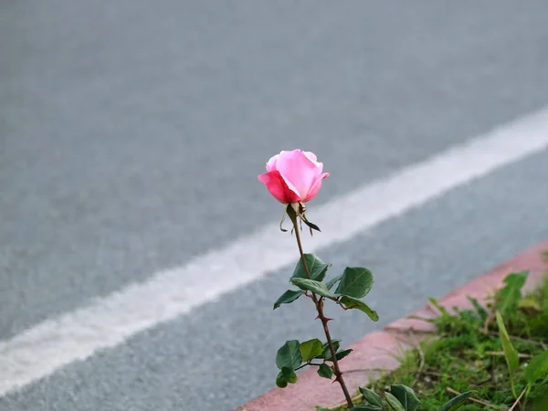 Güzel Yalnız Pembe Gül Çiçeği Yolun Kenarında Çiçek Açıyor Yakından — Stok fotoğraf