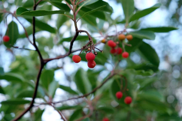 Branches Mediterranean Strawberry Tree Red Fruits Dense Thickets Close View — Stock Photo, Image