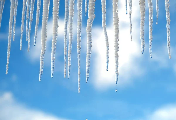 Spring Drops Falls Long Crystal Melting Icicles Hanging Clear Blue — Stock Photo, Image