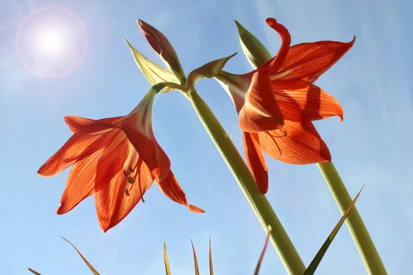 Röd Zephyr Blommor Blomma Våren Utomhus Mot Blå Himmel Närbild — Stockfoto