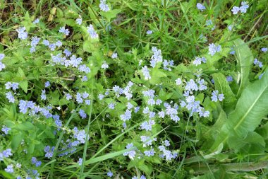 Birçok ışık mavi unutma çiçekler çiçekleri gün yaz çayır görünümü kapatın