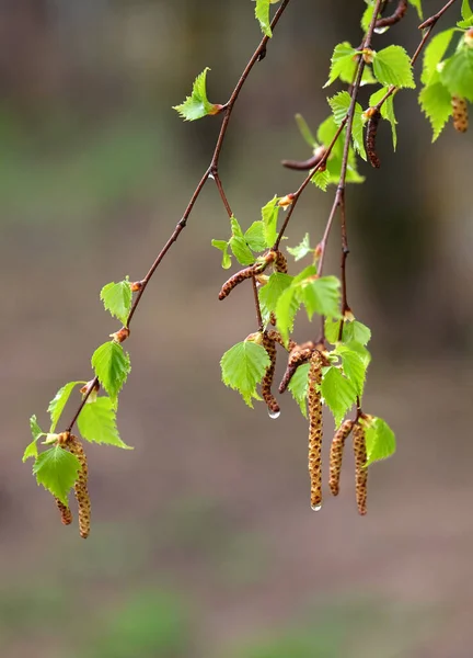 Birch Branche Hangs Rain Many Young Green Leaves Spring Season — Stock Photo, Image