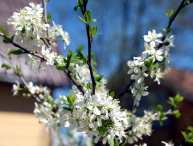 Çiçek açan erik ağacının yakın görüntüsü. Dallarında bir sürü beyaz çiçek var. Bahçede güneşli bir bahar günü.