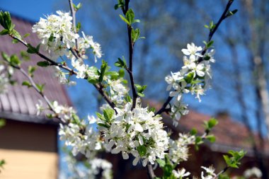 Çiçek açan erik ağacının yakın görüntüsü. Dallarında bir sürü beyaz çiçek var. Bahçede güneşli bir bahar günü.