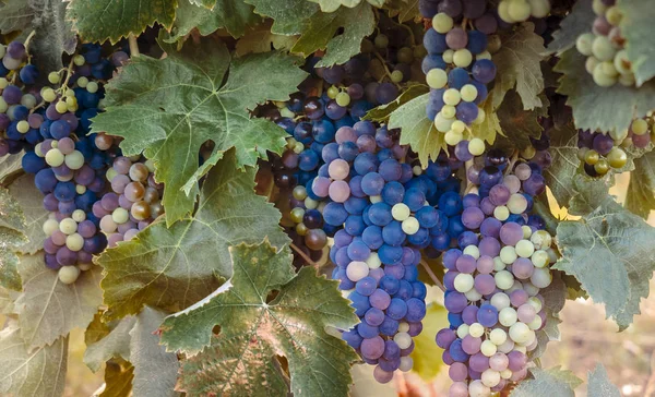 在收获时间在法国葡萄园的多色串的红酒葡萄 葡萄藤传统的水平横幅或页眉背景 — 图库照片