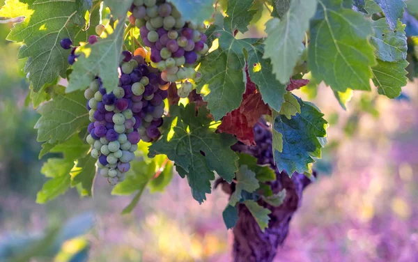 Colored Bunches Unripe Red Grapes Vineyard Sunny Day Make Red — Stock Photo, Image