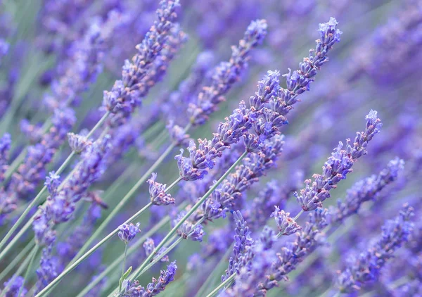 Lavanta Çiçekleri Pastel Tonlarda Kapanır Provence Deki Violet Lavanta Tarlası — Stok fotoğraf