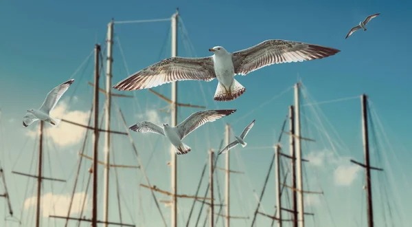 Masts Sail Yachts Harbor Seagulls Sailboats Birds Sky Background Journey — Stock Photo, Image