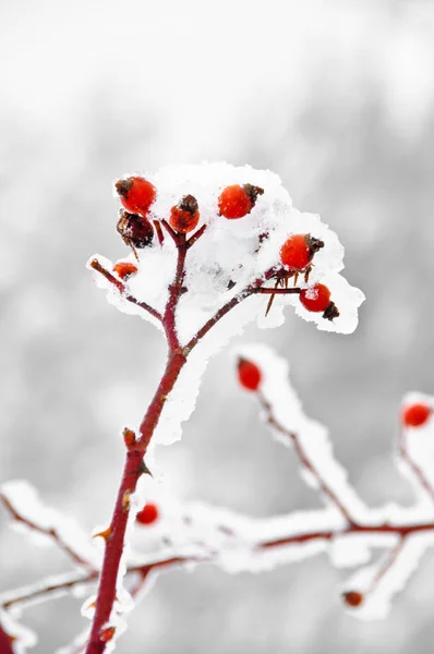 Karlı kış aylarında kırmızı kuşburnu, yabani gül