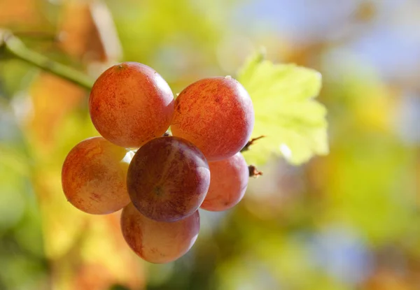 キプロスの大きなブドウ収穫の秋 ロイヤリティフリーのストック画像