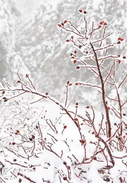 Röda nypon, wild rose i snörik vinter Stockbild