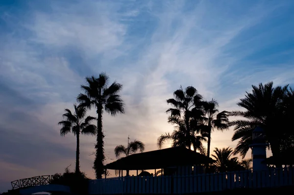 Ciepły wieczór w Morzu Śródziemnym. Sylwetka dłoni z zachodem słońca — Zdjęcie stockowe