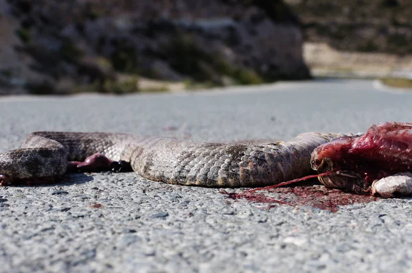 venomous snake run over on a gravel path