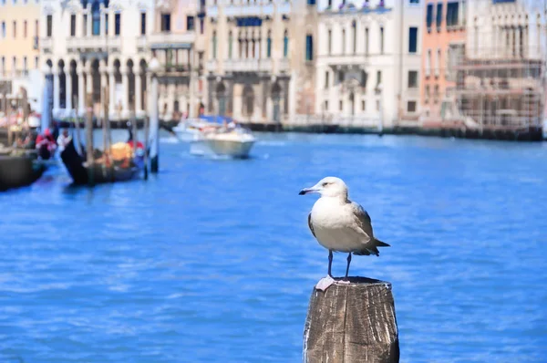 Möwe im Kanal, Venedig, Italien lizenzfreie Stockbilder