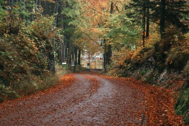 Hohenschwangau, Almanya. Alpsee göle yürüyüşe giden yol