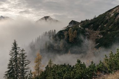 Mount Jenner yoldan sonbahar ormanı 