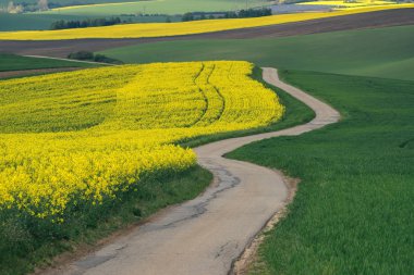Yol bir yerde kolza tohumu boyunca South Moravia'deki / daki