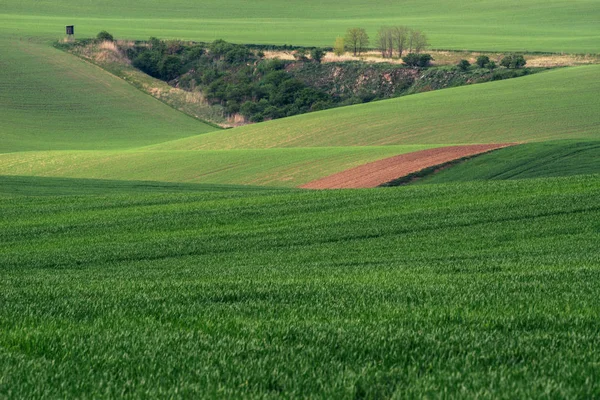 Hatları ve dalgaları ile ağaçlar Bahar, South Moravia, Çek Cumhuriyeti