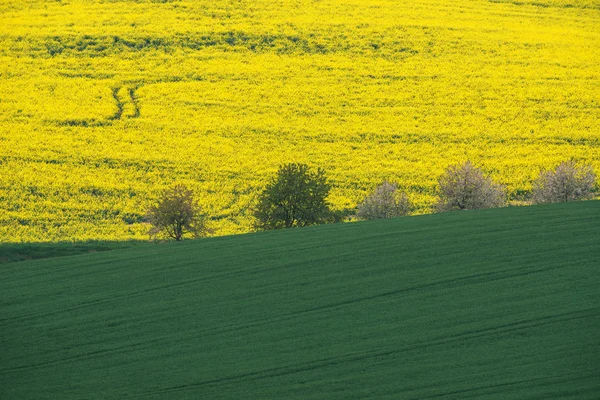 Campo de colza amarilla con campo verde y árboles en Moravia del Sur, República Checa — Foto de Stock