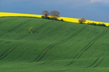 Dalgalı tepeler bahar süre boyunca South Moravia, Çek Cumhuriyeti