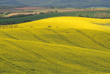 South Moravia tepelerde bahar tarım arazisi. Çek yeşil ve sarı bahar alanları. Kırsal tarım sahne