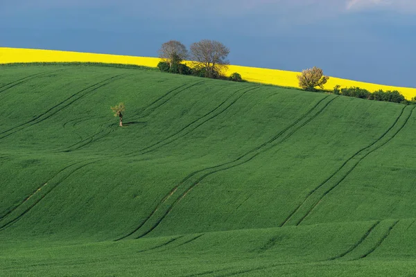 Hullámos dombok alatt tavasszal South Moravia, Csehország — Stock Fotó