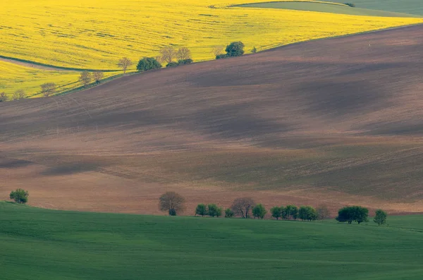 Yellow rapeseed field with green field and trees on South Moravia, Czech Republic — Stock Photo, Image