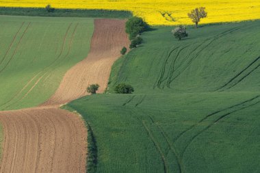 Sarı kolza tohumu alan yeşil alan ve ağaçlarda South Moravia, Çek Cumhuriyeti