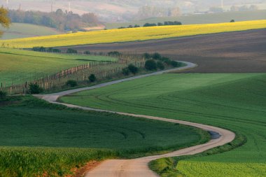 Yol bir yerde kolza tohumu boyunca South Moravia'deki / daki