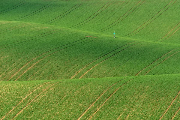 Vågformade kullar under våren i South Moravia, Tjeckien Royaltyfria Stockbilder