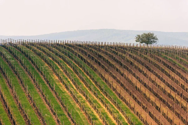 Krajobraz pięknych winnic w pobliżu Velké Bílovice, Kraj południowomorawski, Czechy — Zdjęcie stockowe