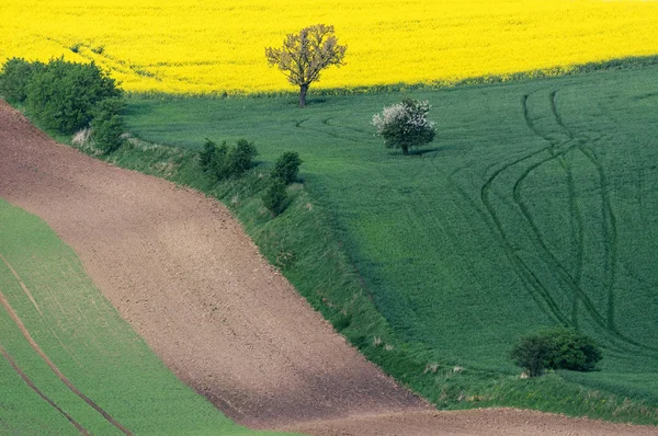 Sul Morávia campos, agricultura República Checa, Europa, ondas dos campos — Fotografia de Stock