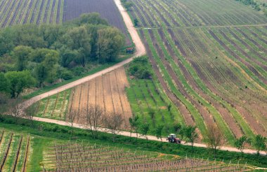 Velke Bilovice, Moravia, Çek Cumhuriyeti en büyük şarap köyde alanında bağ