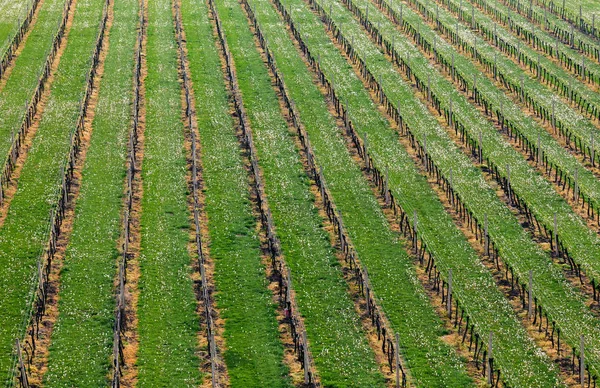 Vigneti nella Regione del Vino Palava, Moravia del Sud, Repubblica Ceca, Europa — Foto Stock