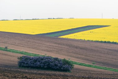 Çek Cumhuriyeti. South Moravia. Moravyalı alan, sürülmüş arazi, tecavüz