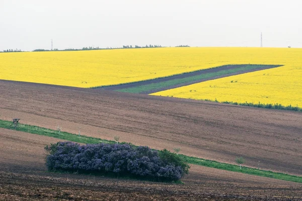 Czech Republic. South Moravia. Moravian field, plowed land, rape — Stock Photo, Image