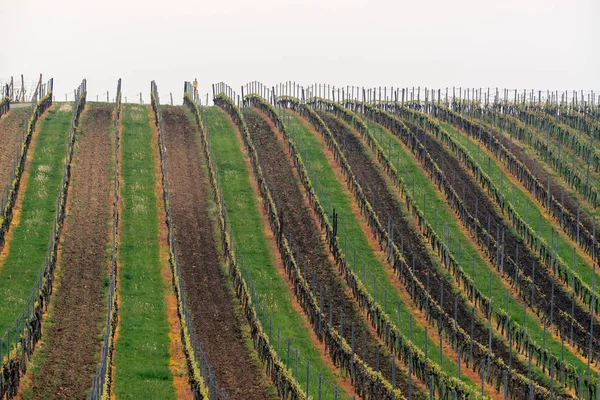 Winogrona, winnice Šatov, Kraj południowomorawski, Czechy — Zdjęcie stockowe