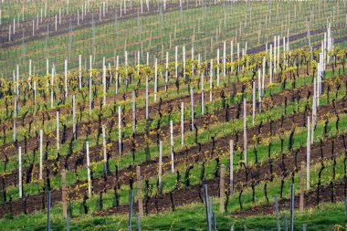 Üzüm bağları şarap bölgesi e, South Moravia, Çek Cumhuriyeti, Europe