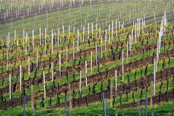 Winnice w regionie winiarskim Palava, Kraj południowomorawski, Czechy, Europa — Zdjęcie stockowe